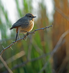 Brown rock chat