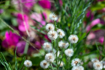Close-up of Horseweed. Erigeron Sumatrensis.