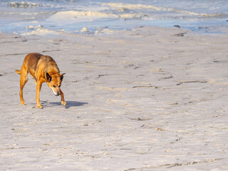 Dingo On Beach