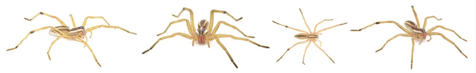 Rabid Wolf Spider - Rabidosa Rabida - is found mainly in the Eastern and Southern parts of the United States from Maine to Florida and west to Texas isolated on white background four views