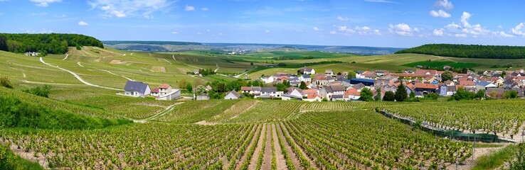 View on green grand cru champagne vineyards near villages Cramant Côte des Blancs area, Champange,...