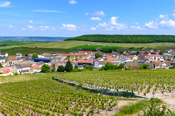 View on green grand cru champagne vineyards near villages Cramant Côte des Blancs area, Champange, France