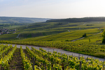 Fototapeta na wymiar Panoramic view on green premier cru champagne vineyards in village Hautvillers near Epernay, Champange, France