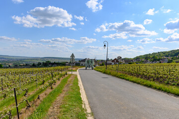 View on green premier cru champagne vineyards in village Hautvillers near Epernay, Champange, France