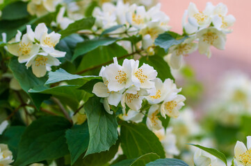 Beautiful natural background with blooming jasmine. Selective focus