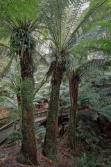Fototapeta na wymiar Boardwalk among soft tree ferns -Dicksonia antarctica- beside the Great Ocean Road past Apollo Bay. Victoria-Australia-792+