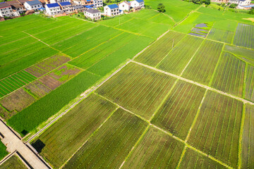 hybrid rice seed production paddy field