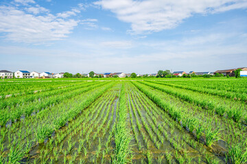Fototapeta na wymiar hybrid rice seed production paddy field