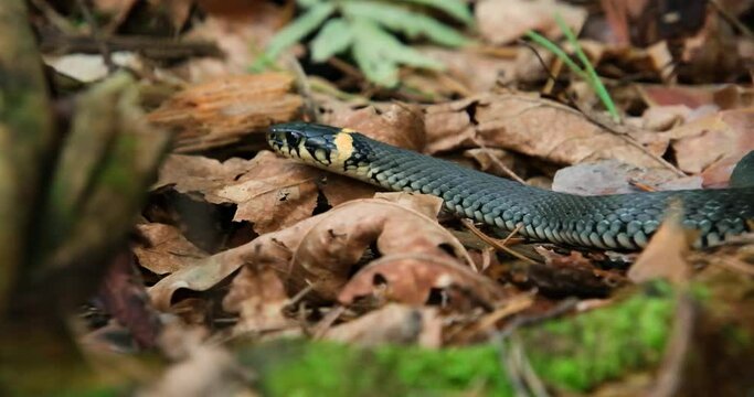 A snake crawls through the foliage in the forest