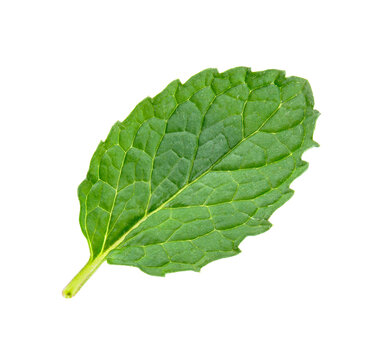 Pepermint isolated on white background.