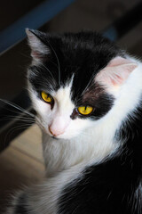 Furry friend Ghengis