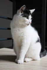 Furry friend Ghengis