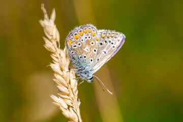 Butterfly on a grass