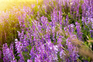 Violet flowers in a summer meadow lit by sun