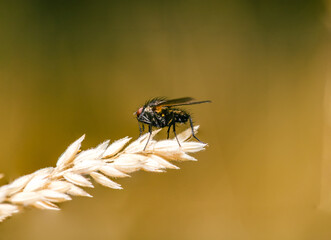 Fly on leaf