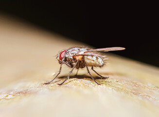 Fly closeup