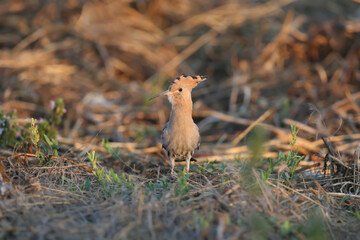 Hoopoes filmed in flight and on the ground in soft morning light