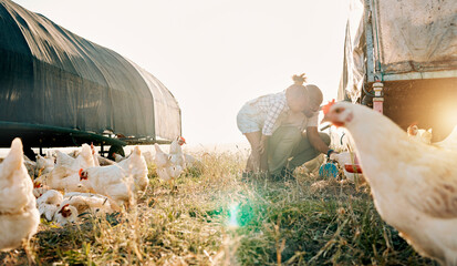 Chicken coop, farming and family with birds check outdoor for sustainability and agriculture. Dad, child and working together on farm field and countryside with support and care for animal livestock © Ramba/peopleimages.com