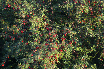 Fototapeta na wymiar Dense bush Prunus cerasifera cherry plum with many red fruits