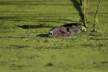 Huge The nutria (Myocastor coypus) swims in a pond overgrown with aquatic vegetation