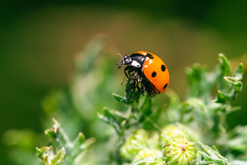 Ladybird on a flower