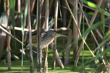 Female common little bittern (Ixobrychus minutus) filmed while hunting in the depths of toast thickets