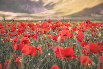 Red poppy flowers blooming on summer meadow in mountains