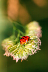 Ladybug on a leaf