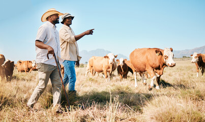 Cattle, teamwork or black people on farm talking by agriculture for livestock, sustainability or...