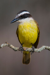 Naklejka premium Great Kiskadee, Pitangus sulphuratus, Calden forest, La Pampa, Argentina