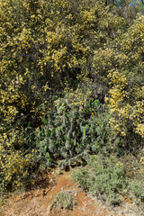 Calden forest grass landscape,  La Pampa province, Patagonia, Argentina.
