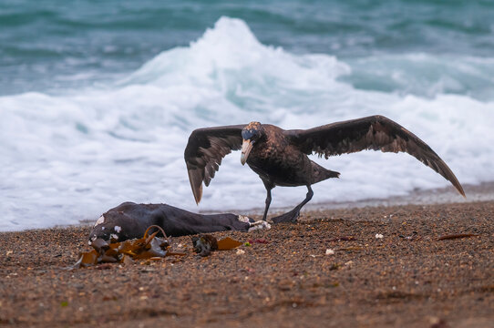 Giant Petrel , Peninsula Valdes, Unesco World heritage site, Chubut Province, Patagonia, Argentina.