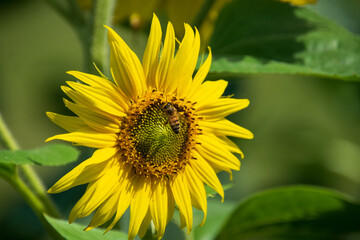 sunflower in the garden