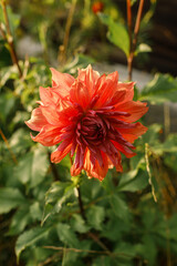Beautiful dahlia flower in autumn natural garden. Close up on big pastel red dahlia flower in sunny green garden. Floral wallpaper, space for text