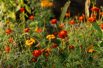 Beautiful marigolds flowers in autumn natural garden. Close up of orange tagetes flowers in sunny green garden. Floral wallpaper, space for text