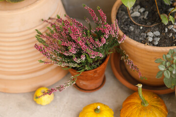Autumn pumpkins, pots with chrysanthemums and heather close up at wooden front door. Stylish...