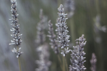 lavender in a field closeup