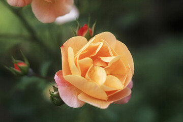 peach rose in the garden closeup