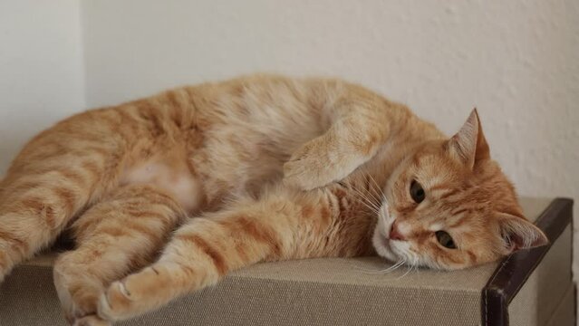 joli chat roux allong&eacute; sur une malle