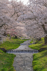 観音寺川の桜並木