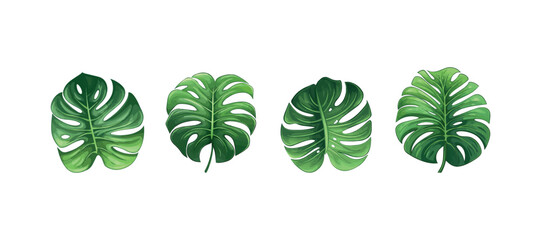 green monstera leaf highlighted on a white background.