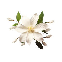 White jasmine flower contrasts against transparent background in an exquisite manner