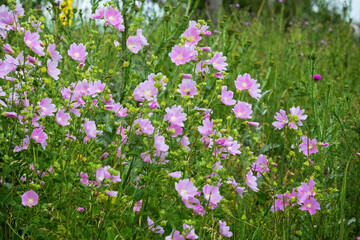 Obraz na płótnie Canvas Purple wild flowers in a field with herbs close-up on a summer day