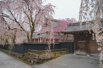 角館の枝垂れ桜
