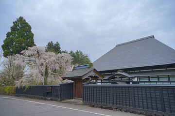 角館の枝垂れ桜