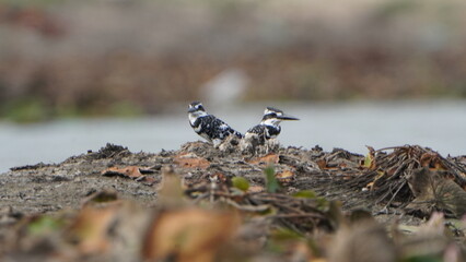 Tiruchirapalli,Tamilnadu, india-july 5 2023 Two Pied Kingfisher flying waiting on the lake for fish 