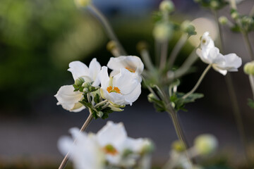 Close-up of white Japanese anemone blossoms (anemone hupehensis) with blurry background