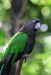 Obraz premium bird parrot in the wild closeup