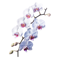Phalaenopsis a type of orchid