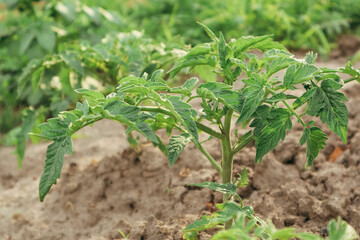 Tomato bushes in greenhouse. Concept of farming and planting. Gardening, farming, horticulture of vegetable crops.